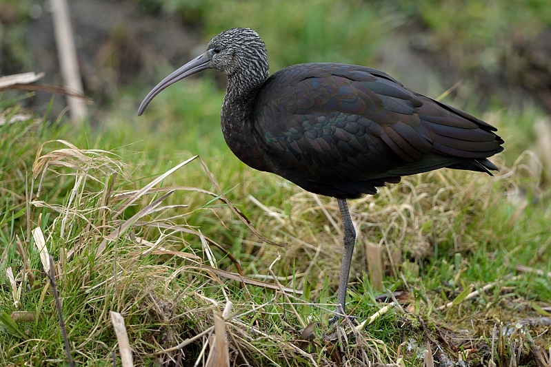 Zwarte Ibis